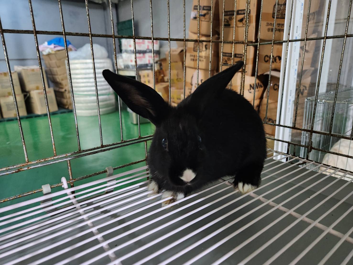 한국야생동물보호협회_441390202300591